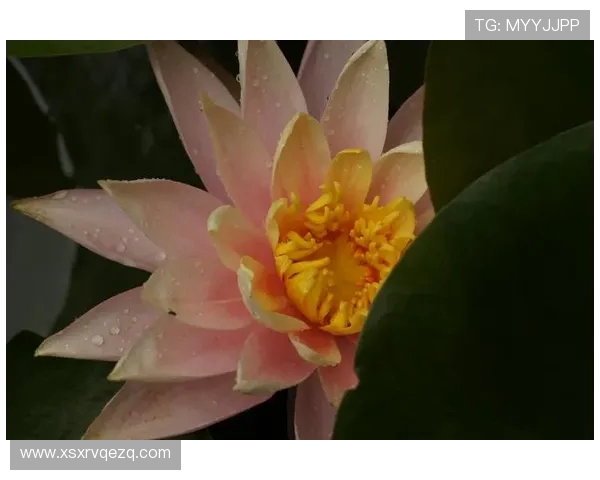 莫里斯直言波津无绿军魂!3070 万到期合同成交易负资产